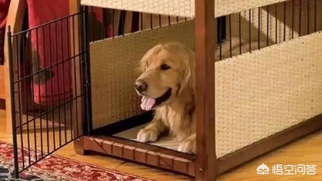 卷毛比熊犬饲养方法:比熊犬难不难饲养？有什么经验值得分享？