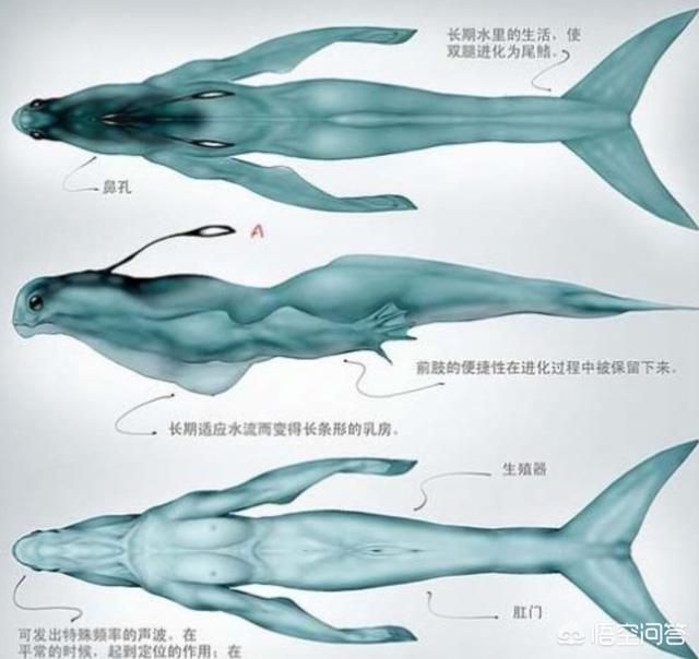 美人鱼化石:周星驰电影《美人鱼》好在哪里