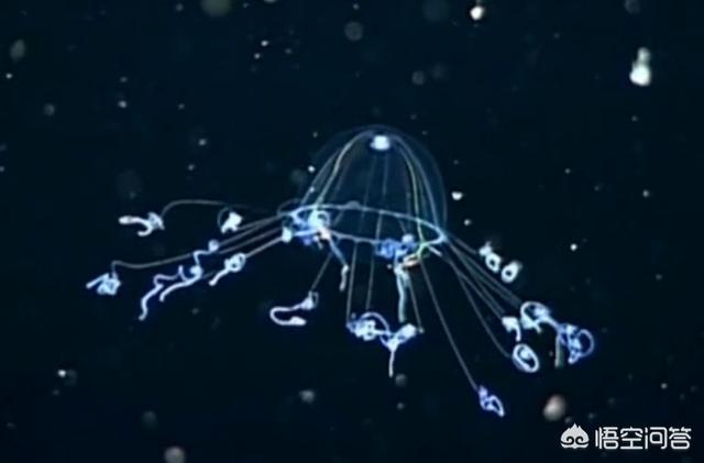 美人鱼化石:周星驰电影《美人鱼》好在哪里