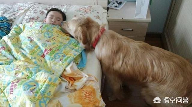 金毛体臭么:想养一只大型犬，金毛和牧羊犬哪个好一点？