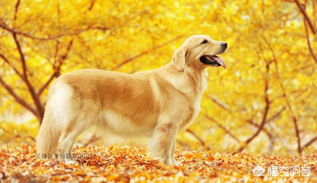 德国牧羊犬与边境牧羊犬性格差异:边境牧羊犬和德国牧羊犬相比，哪个更聪明一点？为什么？ 边境牧羊犬特点和性格特征