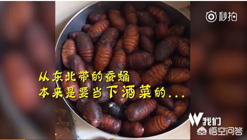 东北蚕蛹带到海南未来的及吃变成蛾子飞了,蚕蛹这样的“下酒菜”你敢吃吗？