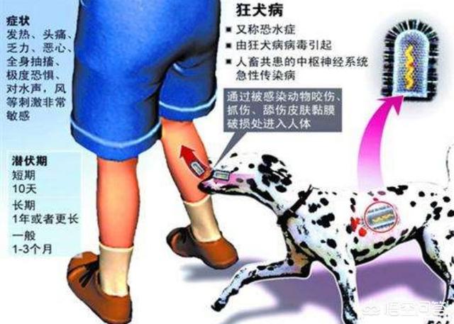 人疯狗病症状都有什么:疯狗病的狗的症状（前兆）是什么？ 人得疯狗病症状怎么治