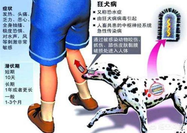 哈尔滨狂犬病发病率:你周围是否有患