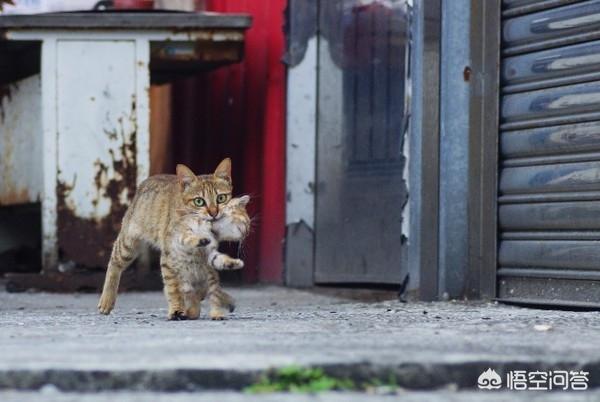 小猫咪视频:我喜欢猫，拍视频没素材，养只猫来做宠物类的自媒体怎么样？