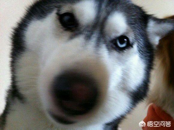 阿拉斯加犬:阿拉斯加雪橇犬有什么优点缺点？