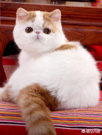 加菲猫价格2017年:英国短毛猫好养吗？英国短毛猫价格一般是多少钱？