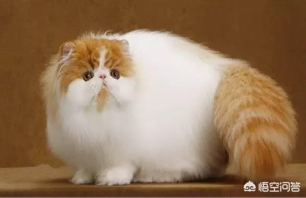 品种猫:品种猫到底是什么意思？有哪些猫是品种猫？