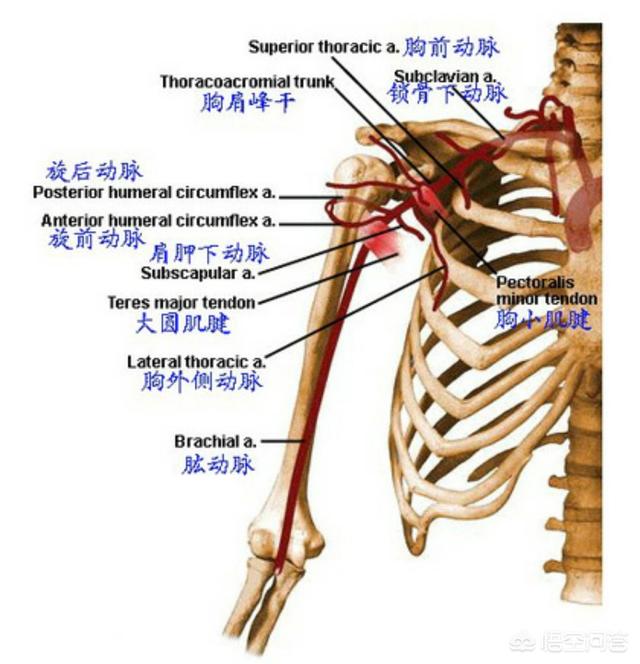 右侧锁骨下动脉图片图片