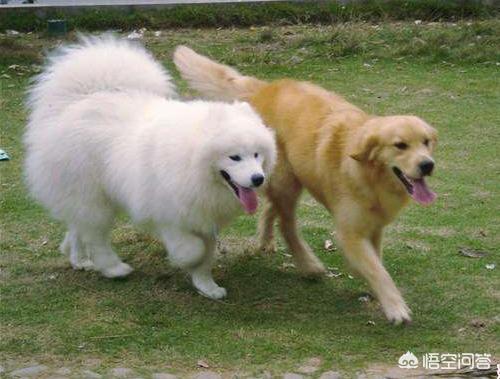 老友狗狗:狗和狗之间有没有纯粹的友谊？