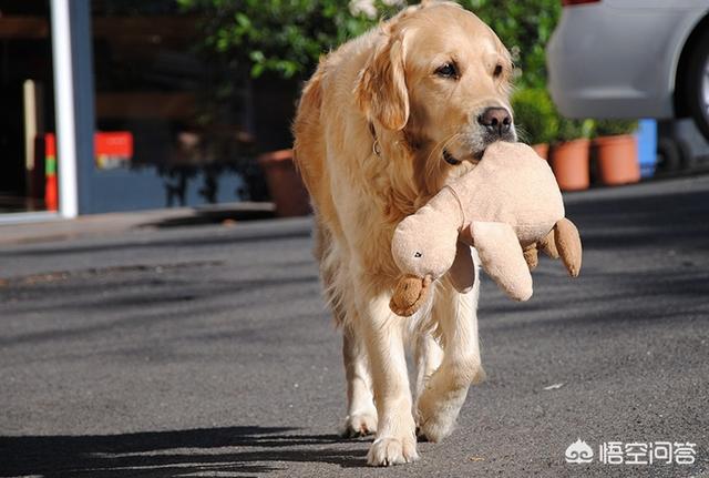 圣伯纳德犬还有多少只:世界上作为搜救犬的狗狗有哪些？