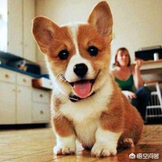 柯基犬怎么训练去洗手间:如何训练柯基定点拉屎撒尿？