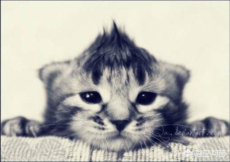 可爱的小猫团子简笔画:长草颜团子简笔画怎么画？