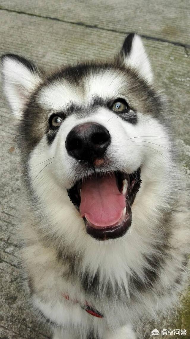 宠物地带美卡犬:阿拉斯加犬好养吗？幼犬大概多少钱一只？
