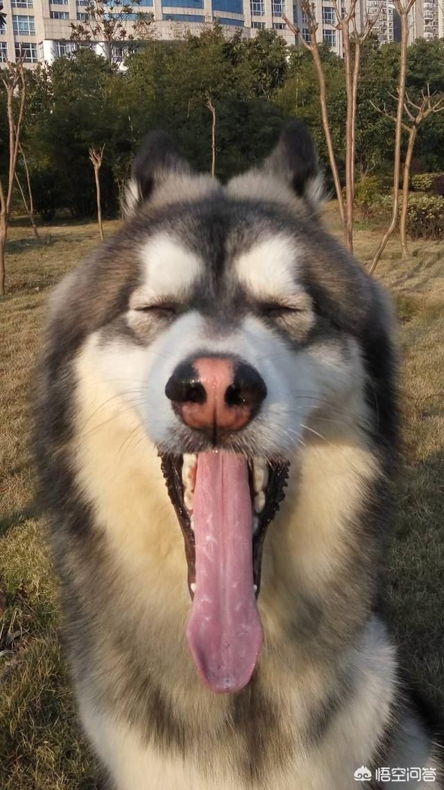宠物地带美卡犬:阿拉斯加犬好养吗？幼犬大概多少钱一只？