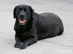 中国导盲犬品种:导盲犬训练费用平均二十万元以上，为什么不使用人工陪护呢？