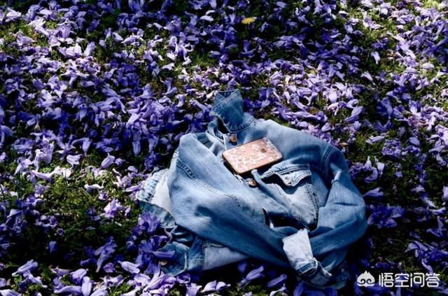2020年5月份蓝花楹报价多少:蓝花楹为什么不叫蓝楹花？