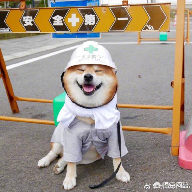 柴犬图片:为什么柴犬那么痛恨散步？