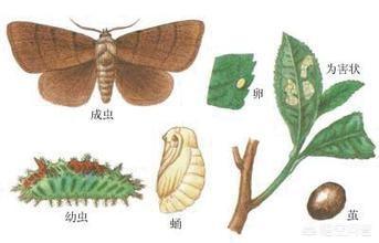 水果大战害虫:梨园不用农药，能否控制害虫危害？