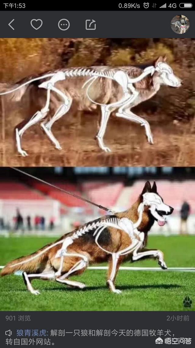 赛级弓背犬图片大全四个月:德牧的背是平的好还是弓的好？ 弓背犬6个月图片