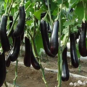 茄子如何防治根腐病？