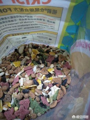 天竺鼠多少钱一只养:养一只仓鼠，成本有多少？