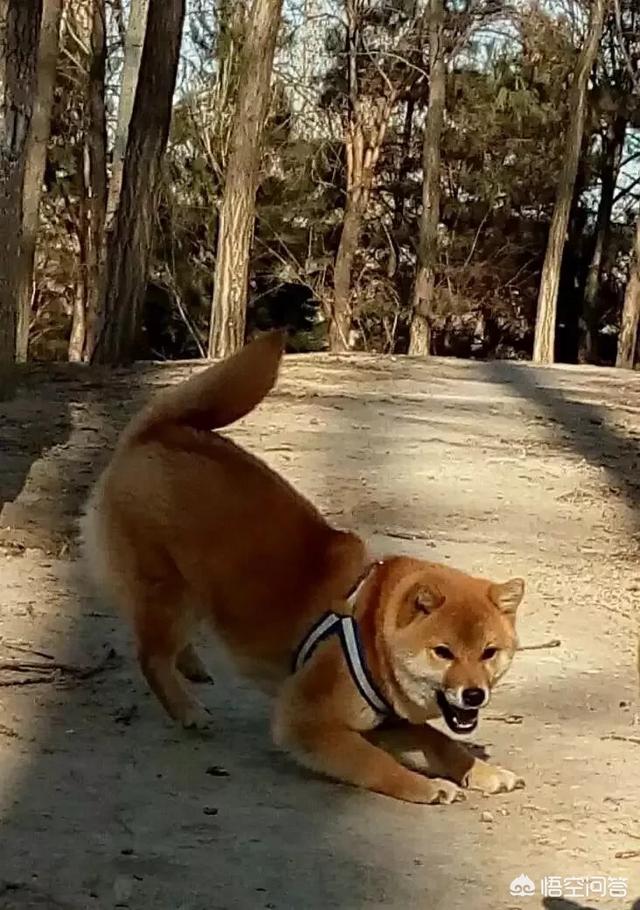 日本柴犬价格:日本柴犬价钱 你们的柴犬都是花了多少钱买的？