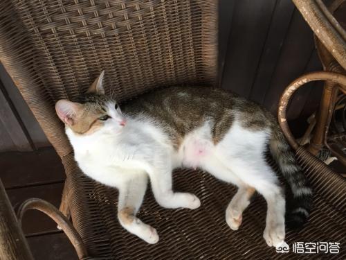 猫咪绝育表情亮了:猫绝育完六小时还是没精神，走路不稳还吐，正常吗？