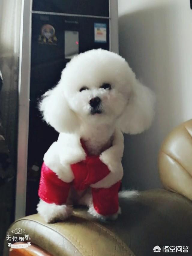 白色贵宾犬造型图片:春晚的这几只小狗好可爱啊！有人知道这种狗狗是什么品种吗？