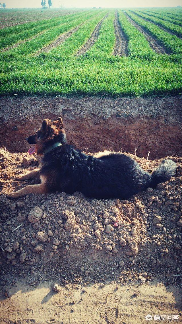 赛级弓背犬图片大全四个月:德牧的背是平的好还是弓的好？ 弓背犬6个月图片