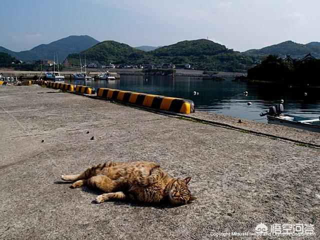 猫 照片:各种猫的图片大全 摄影大师拍的猫是什么样子的？