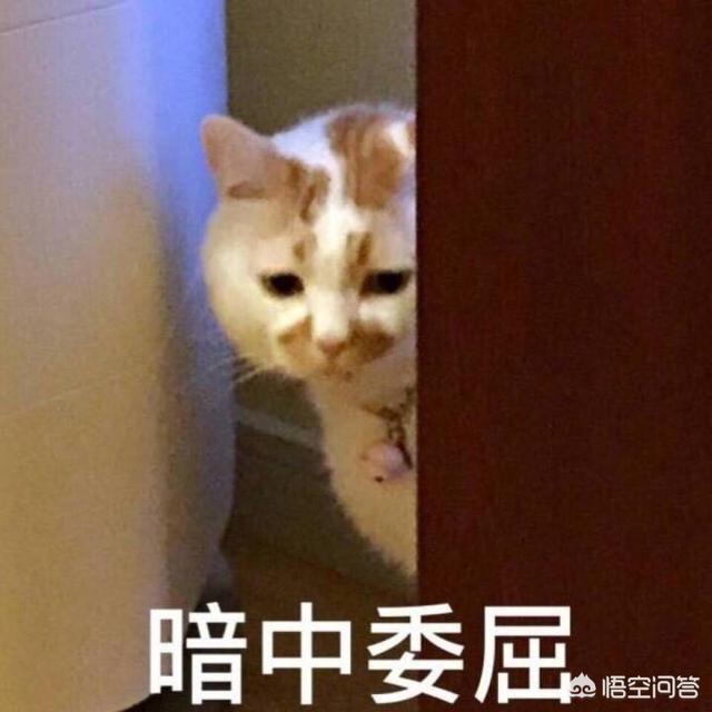 猫咪搞笑图:萌宠可爱搞笑的图片有哪些？ 猫咪搞笑图片