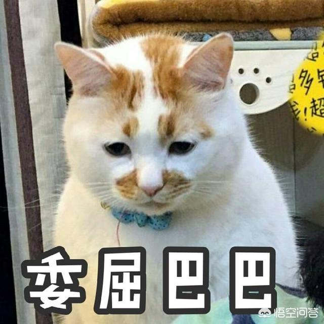 猫咪搞笑图:萌宠可爱搞笑的图片有哪些？ 猫咪搞笑图片