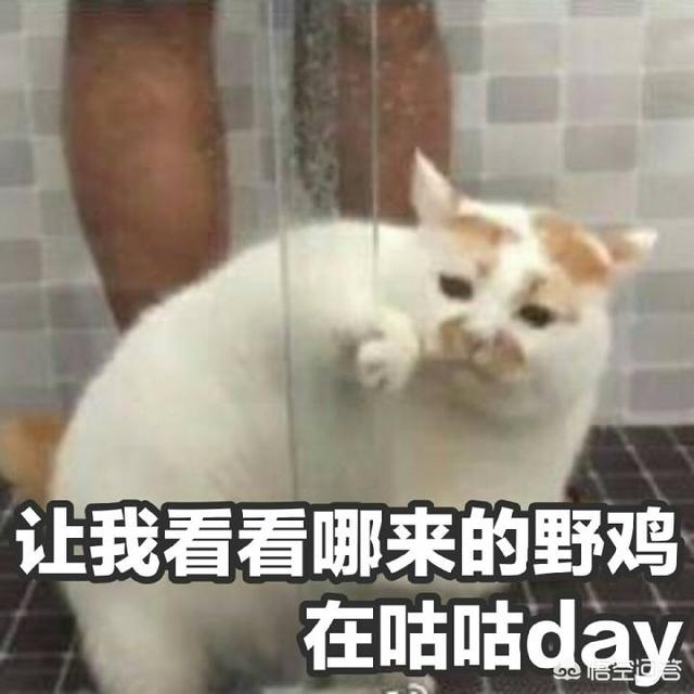 猫咪搞笑图:萌宠可爱搞笑的图片有哪些？ 猫咪搞笑图片