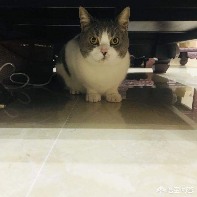 猫咪搞笑图:萌宠可爱搞笑的图片有哪些？ 猫咪搞笑图片