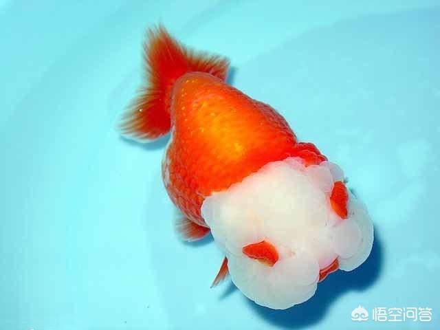 头条问答 该如何观赏金鱼 5个回答