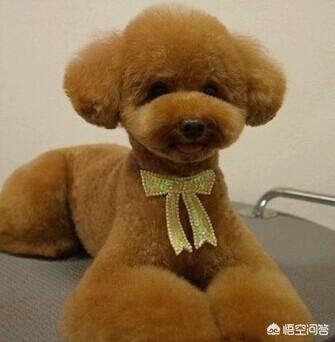 泰迪犬癫痫视频:成年的泰迪狗狗，经常发抖怎么回事？