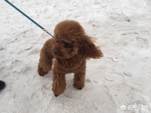 泰迪犬癫痫视频:成年的泰迪狗狗，经常发抖怎么回事？