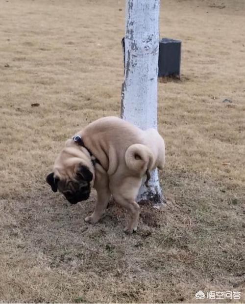 巴哥犬好养吗巴哥犬的喂养注意事项:养一只一个多月的巴哥弟弟什么体验？