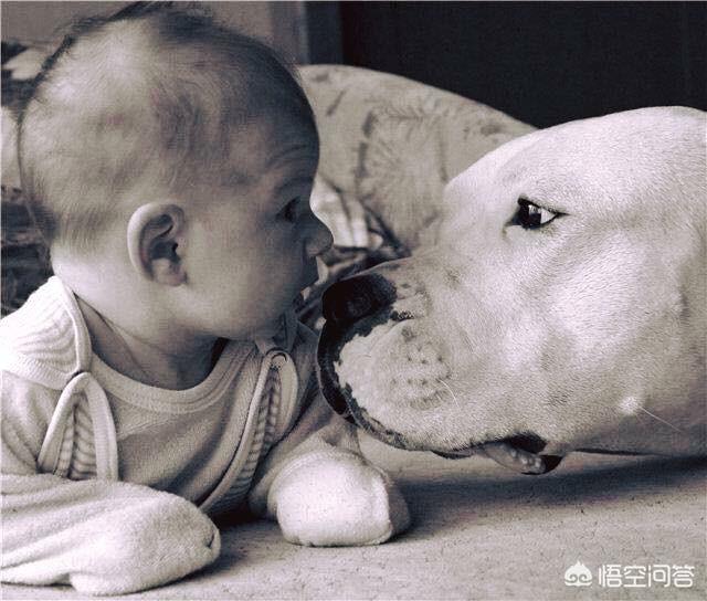 猛犬:我国战斗力排行前三的猛犬是哪些狗？为什么？