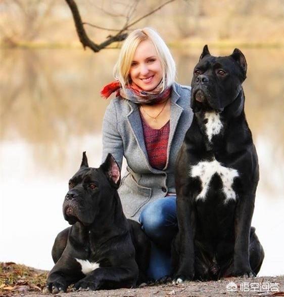猛犬:我国战斗力排行前三的猛犬是哪些狗？为什么？