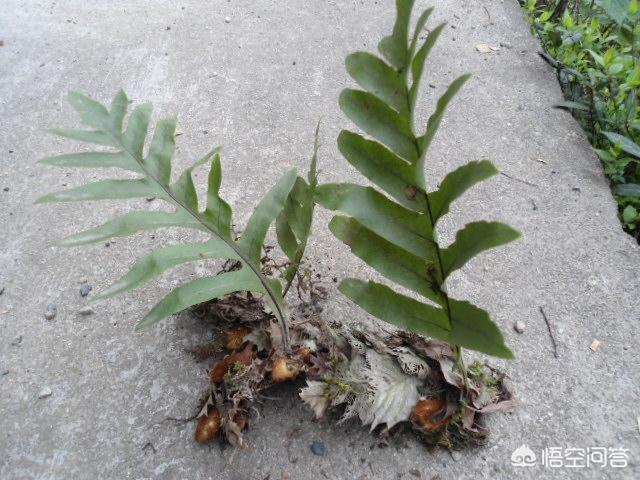 什么植物与香樟树的特点类似:这种附在樟树上的植物叫什么名字？