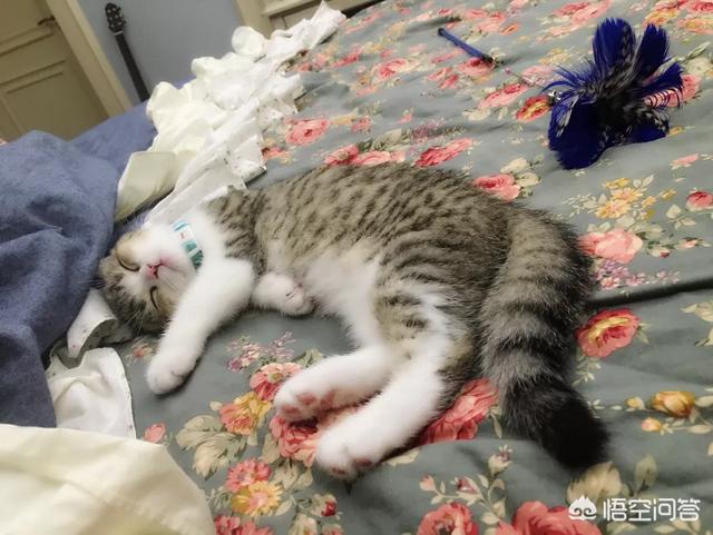 小花猫喵喵叫:小花猫喵喵叫是什么歌 刚来的小猫咪一直叫，怕生很委屈怎么办？