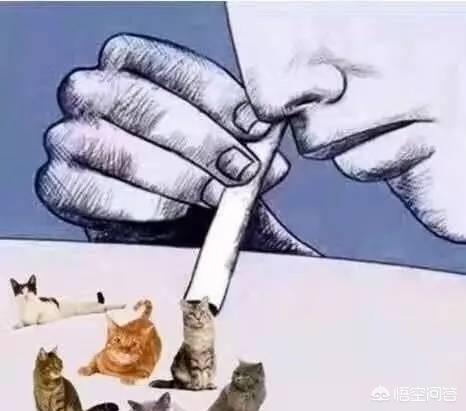 地下吸猫到底是什么意思:“吸猫”的人都是一种什么心理呢？