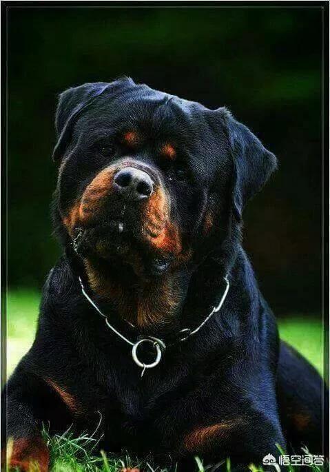卡南犬护卫犬:养罗威纳好还是卡斯罗或者杜宾好，这三只狗哪只最危险？