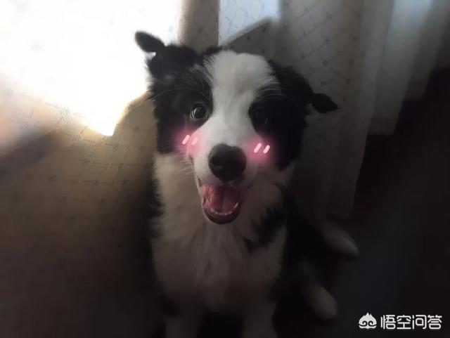 边境牧羊犬性格好吗:边境牧羊犬的服从性怎么样？为什么？