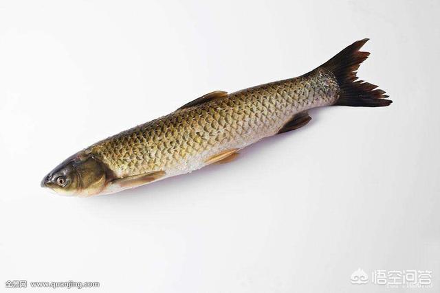 头条问答 中国有哪些最常见的淡水鱼 小刚说食事的回答 0赞