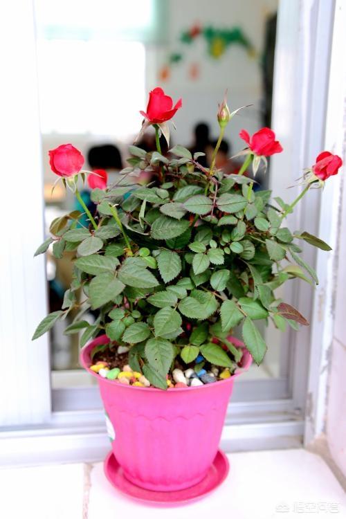 头条问答 - 盆栽玫瑰花,用什么土?(5个回答)