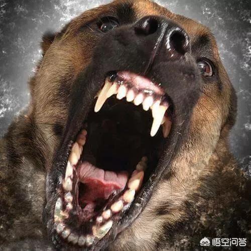 警察与防暴犬图片:在军警界，马犬会取代德牧吗？