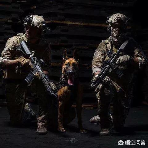 警察与防暴犬图片:正宗防暴犬图片 美国警察面对示威者单膝下跪，到底是道歉还是祈祷？